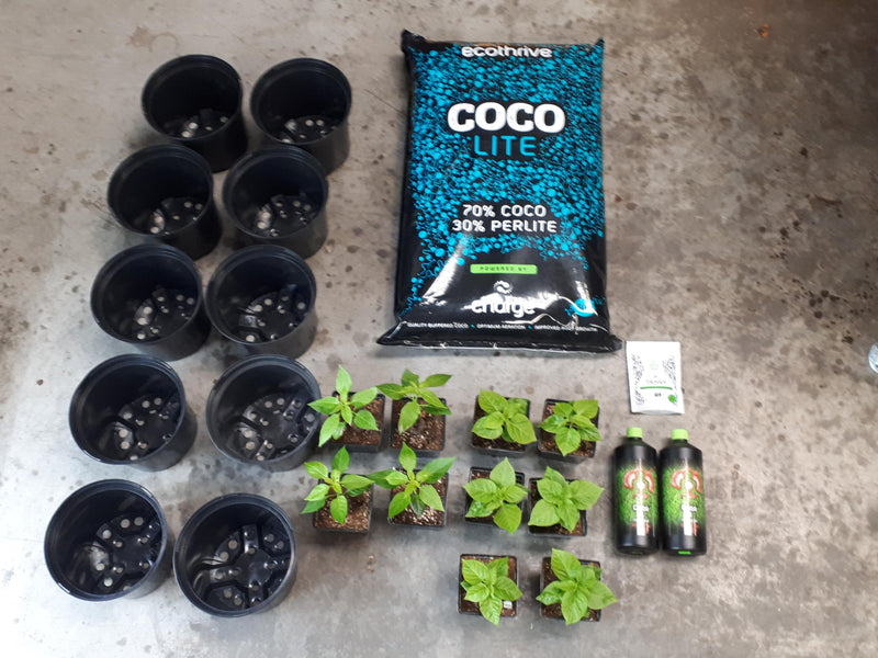 Establishing and Transplanting Young Plants