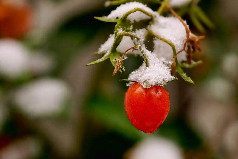Winter Growing: changes to your growing style during cold months