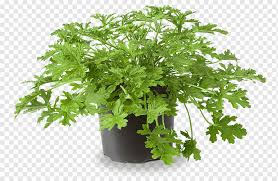 How do you maintain a mother plant? - Looking after your mum - a guide to keeping perfect mother plants!