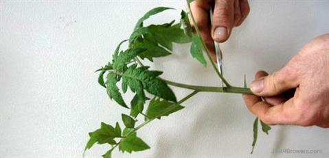 Propagating Success - how to propagate seeds and cuttings.