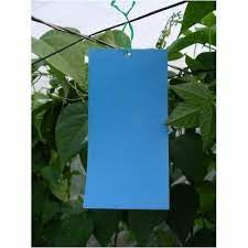 Blue Sticky Trap -thrips
