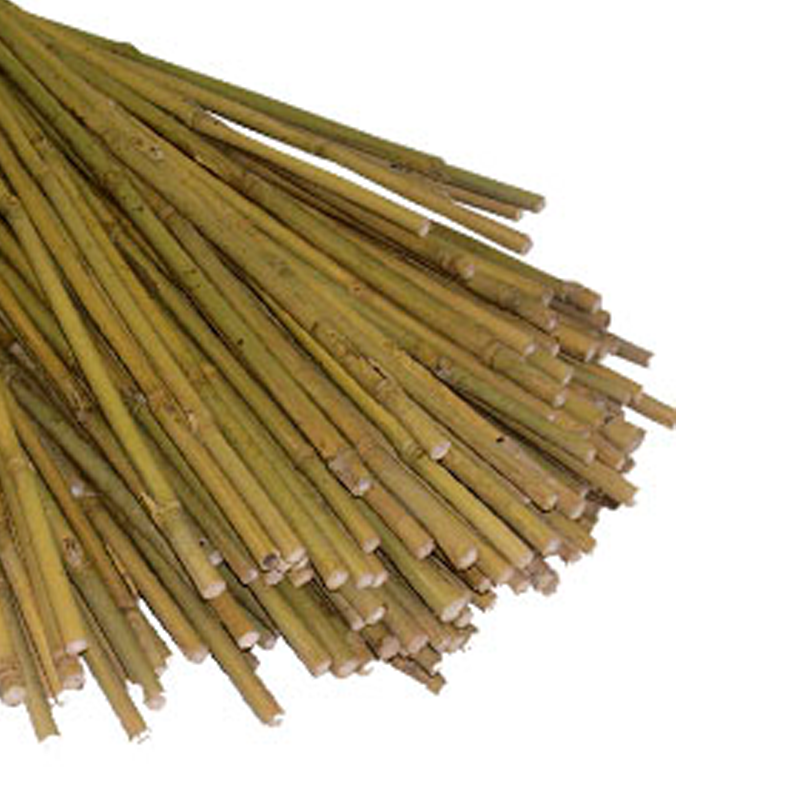 Bamboo canes - pack of 250  - 150cm long