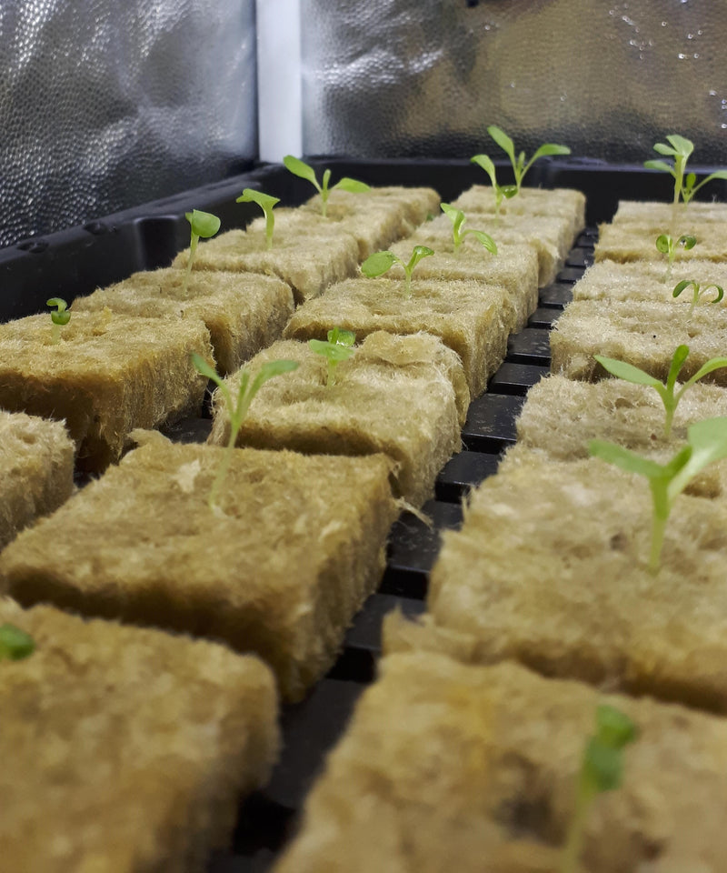 Basic Seed and Cutting Starter Kit - Rockwool