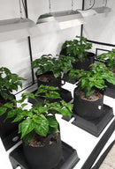 8 Pot XL Hand Water PRO Kit