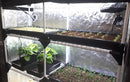 Garden HighPro Probox Propagator